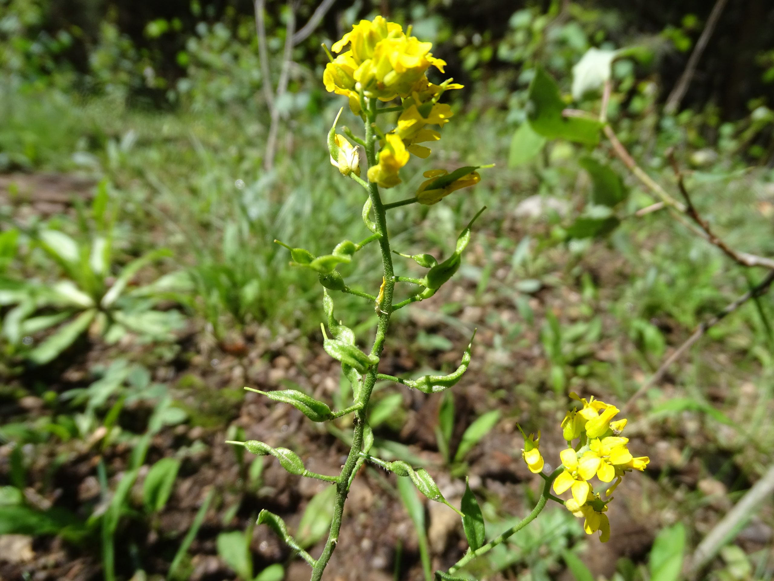 Draba helleriana
