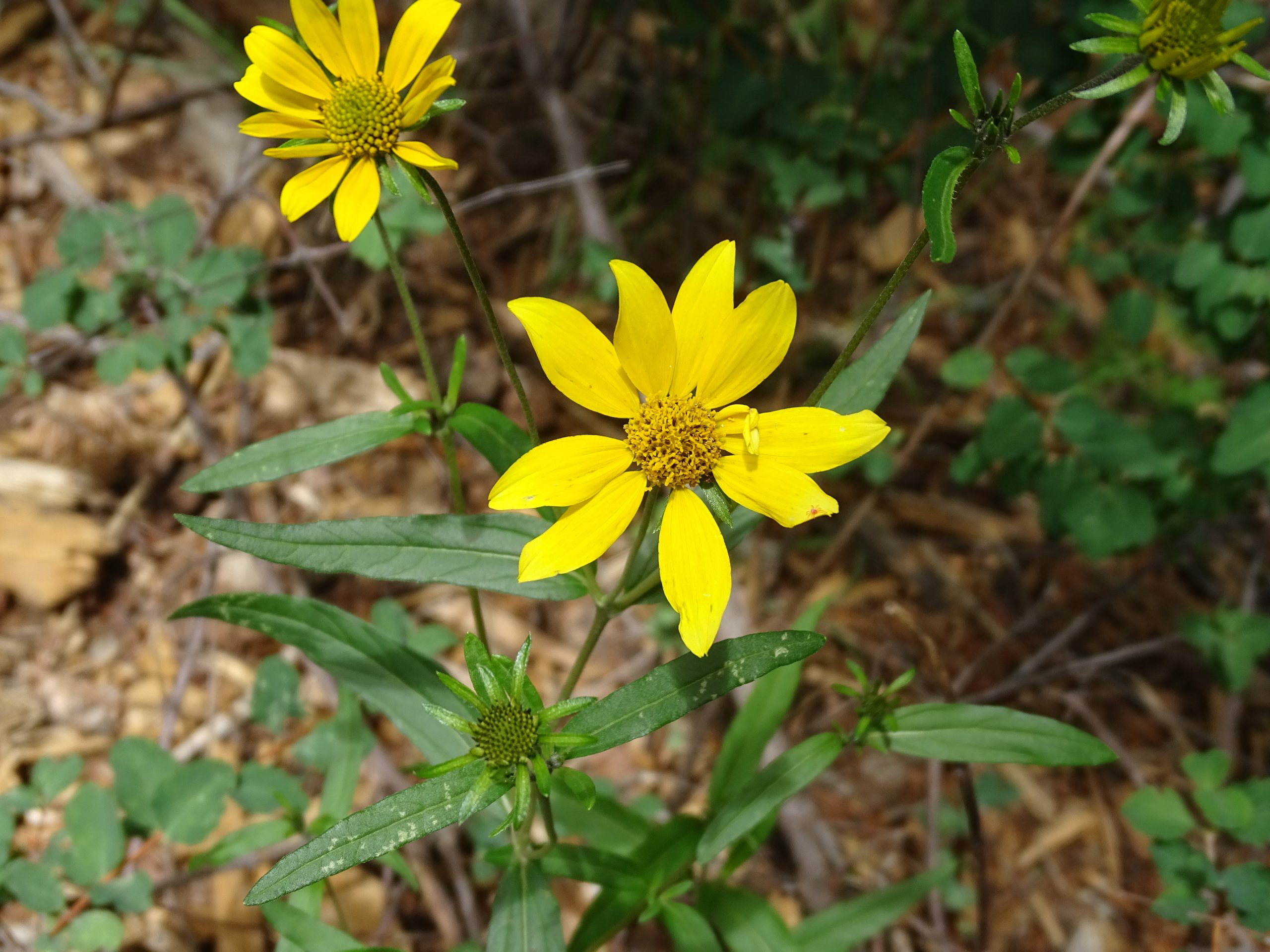 Heliomeris multiflora