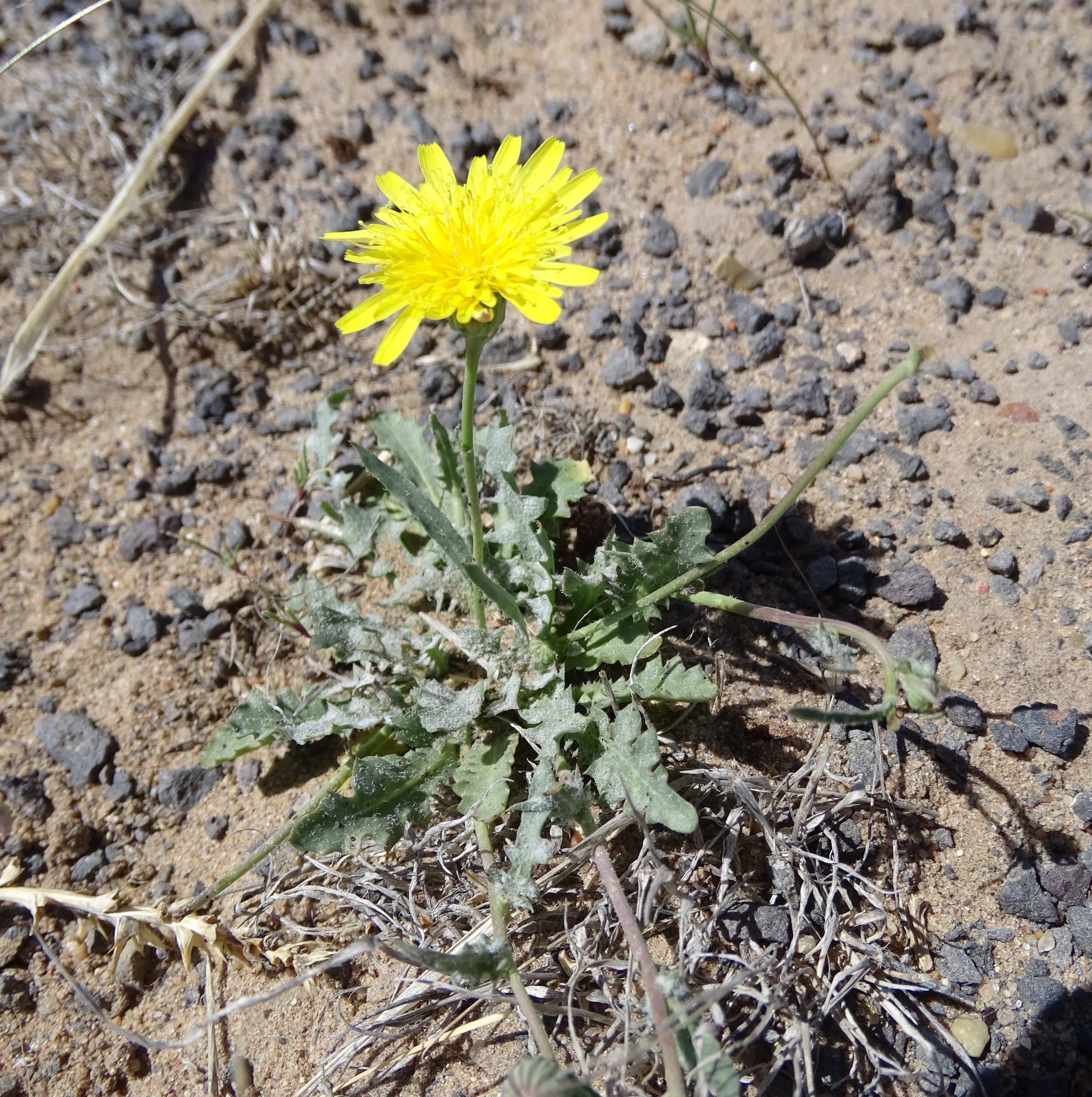Malacothrix fendleri