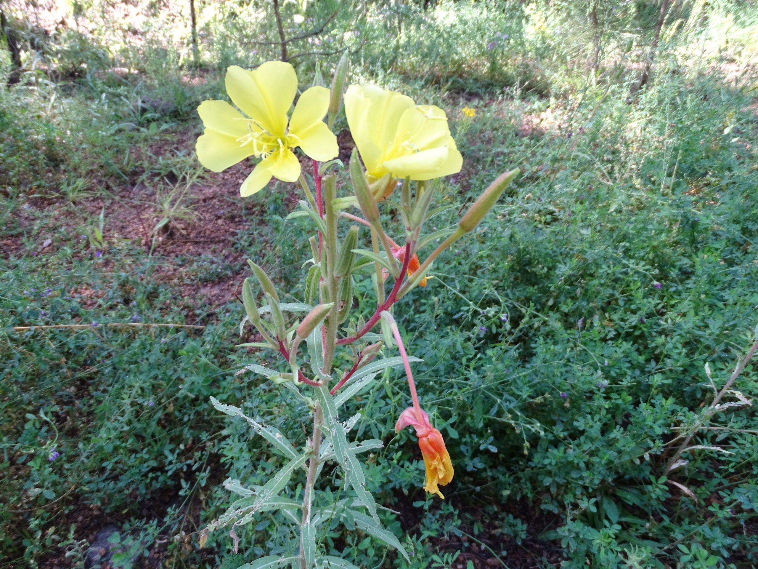 Oenothera elata