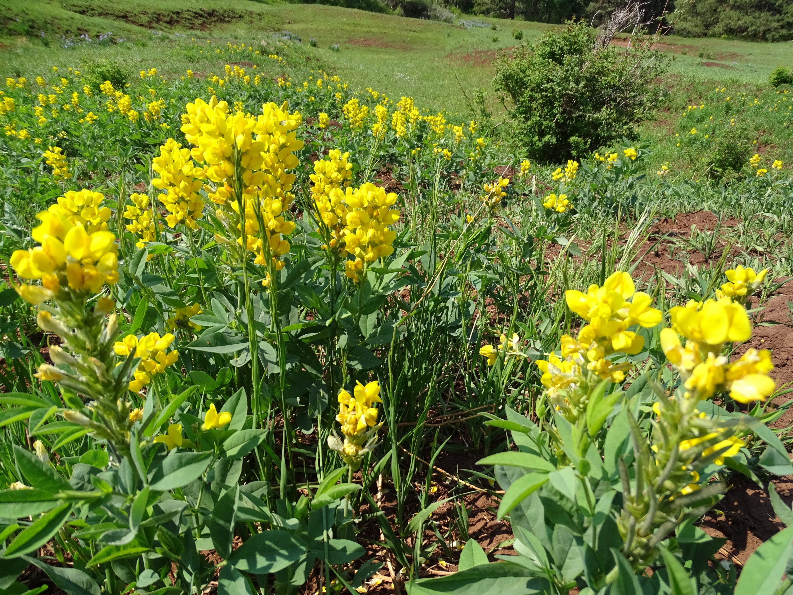 Thermopsis montana