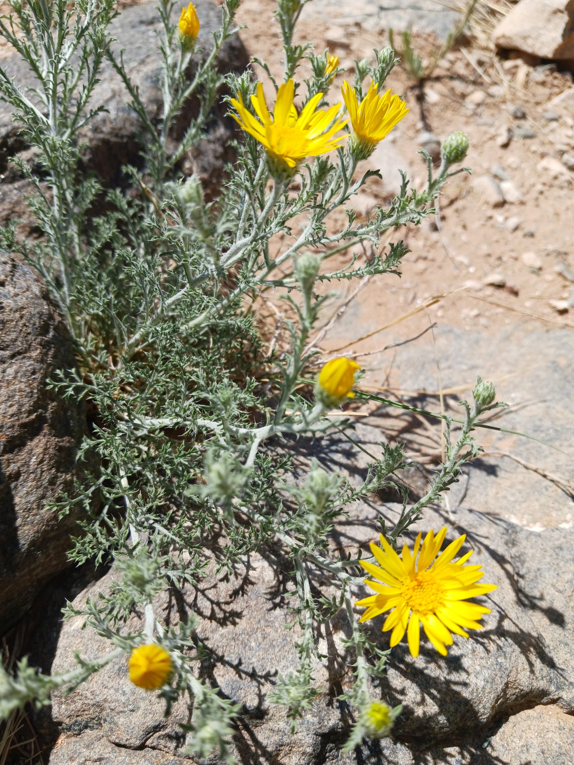 Xanthisma spinulosum