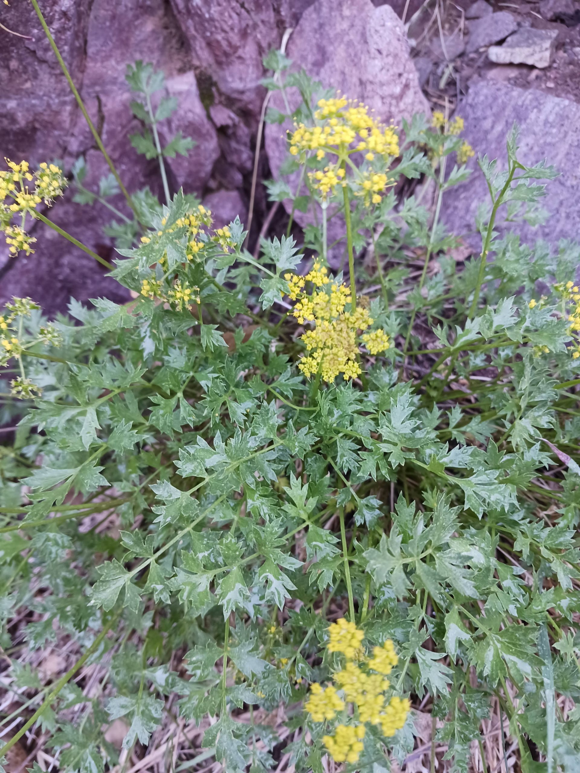 Aletes acaulis