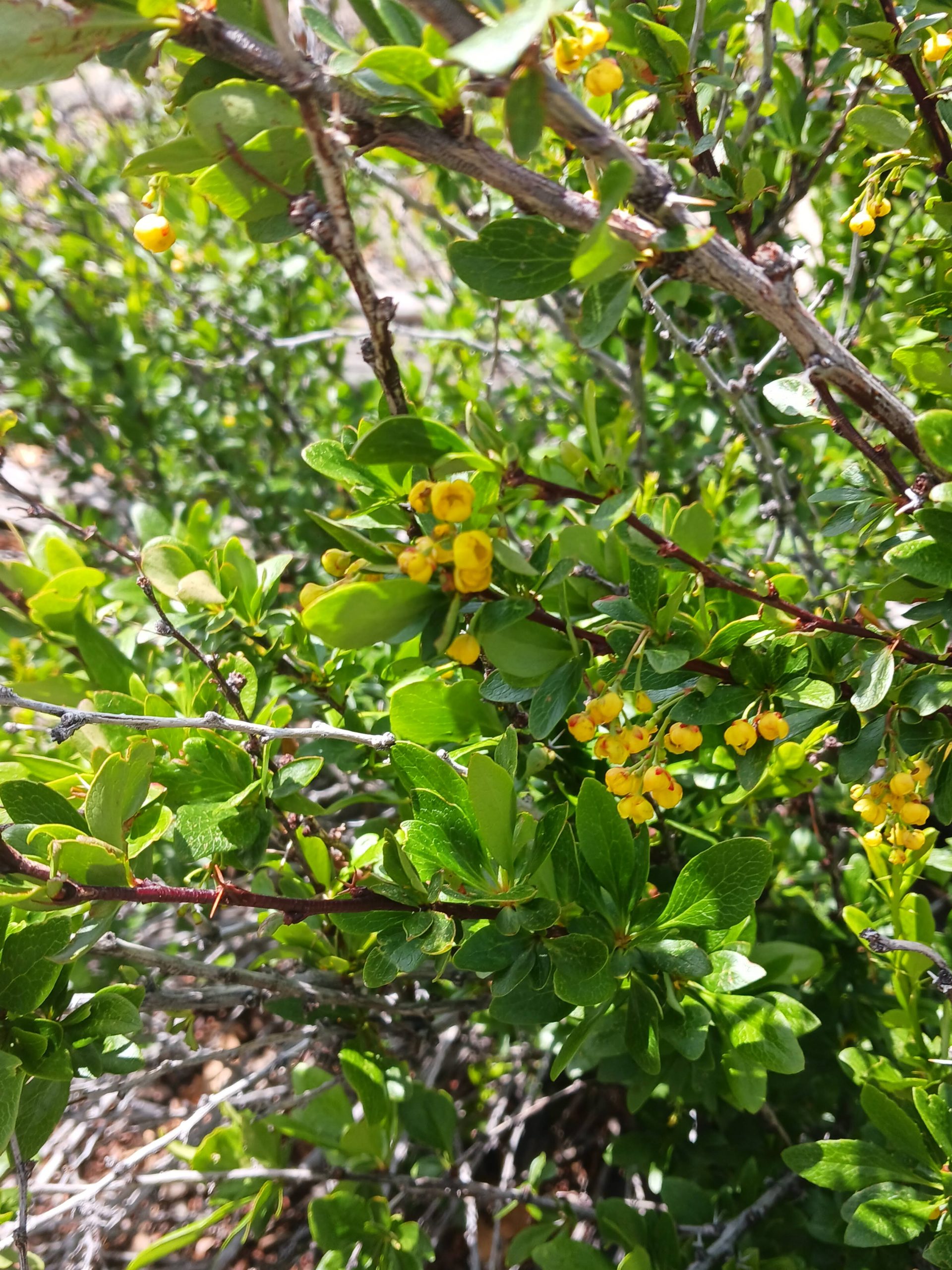 Berberis fendleri