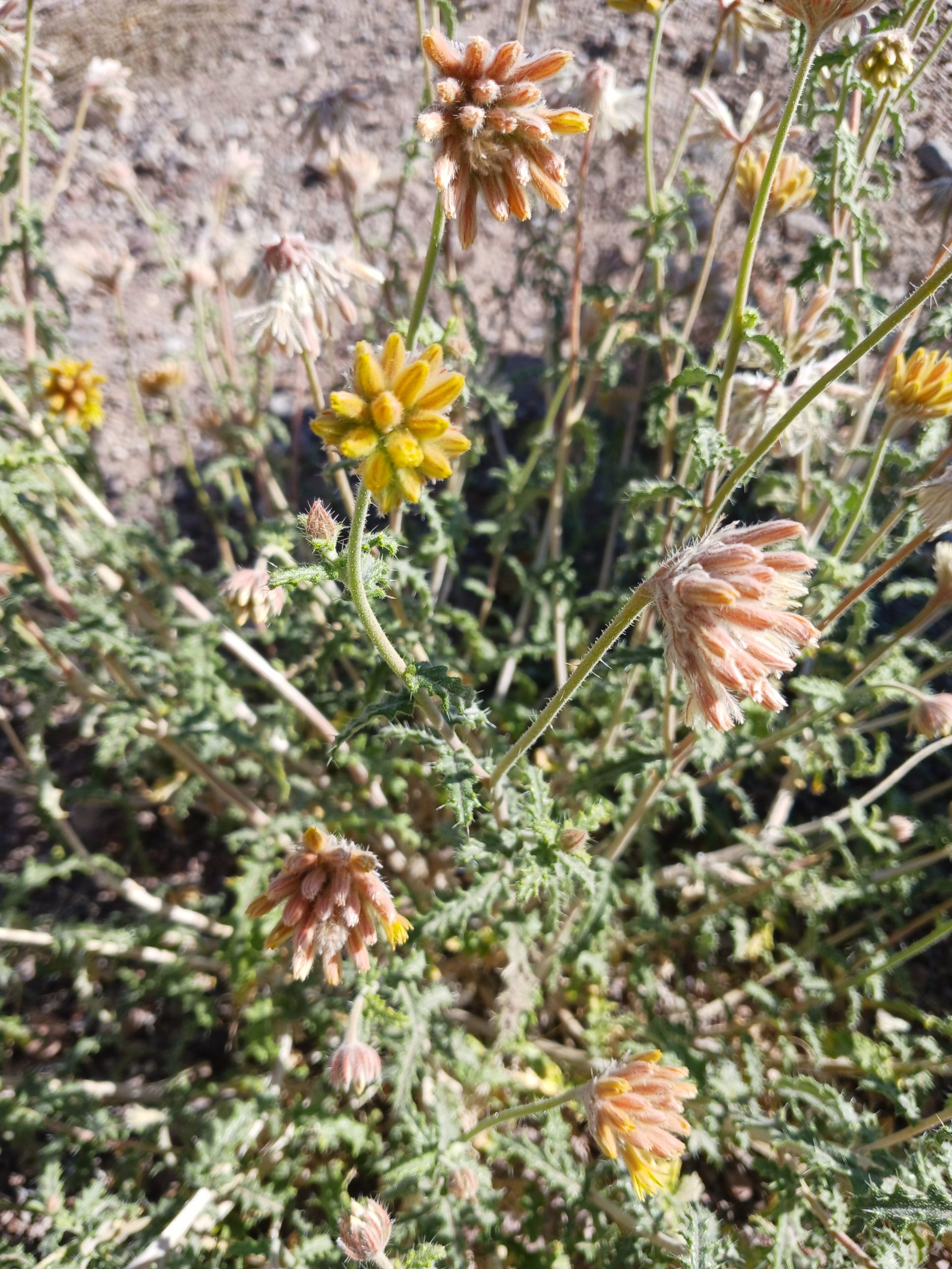 Cevalia sinuata