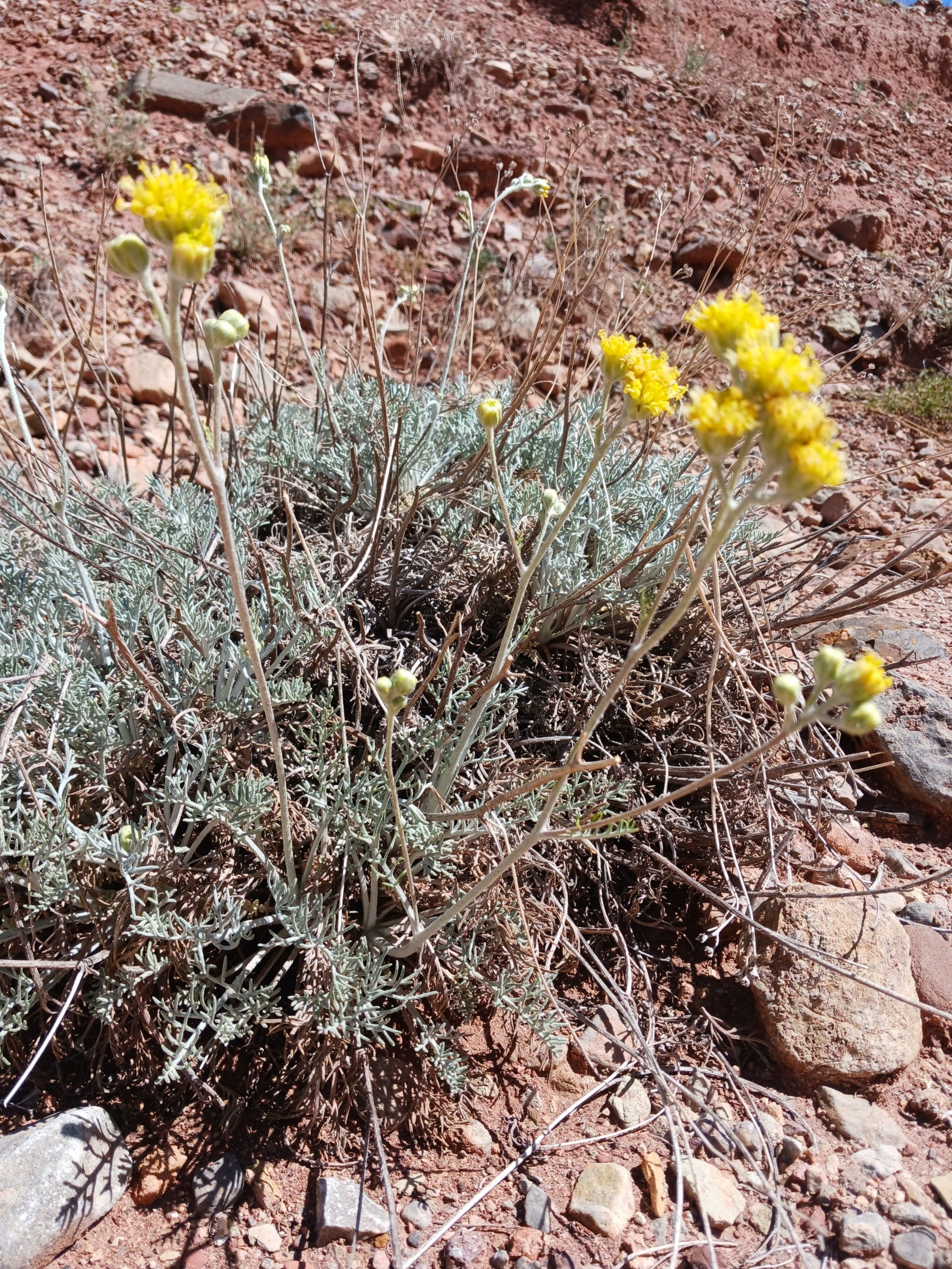 Hymenopappus filifolius