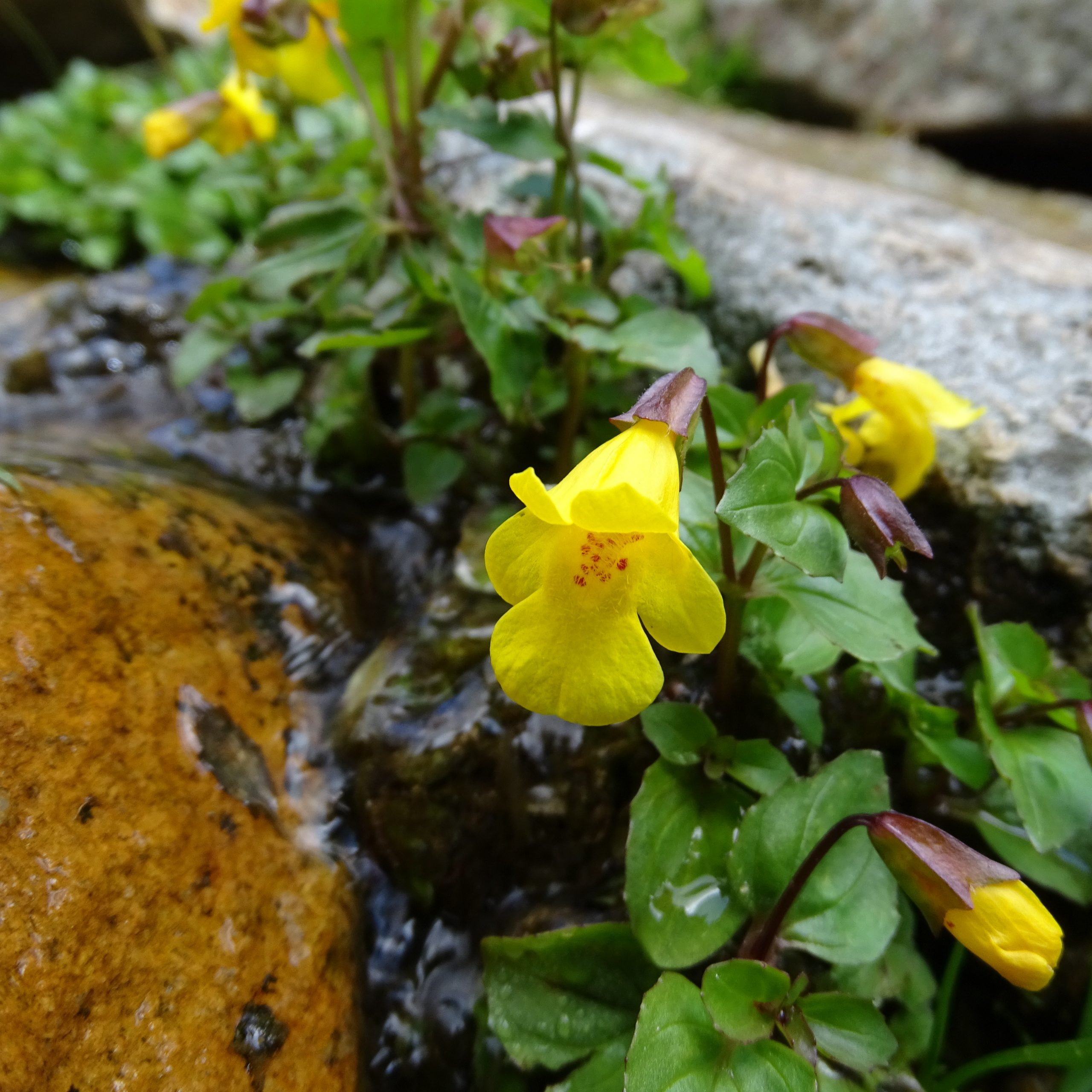 Mimulus guttatus