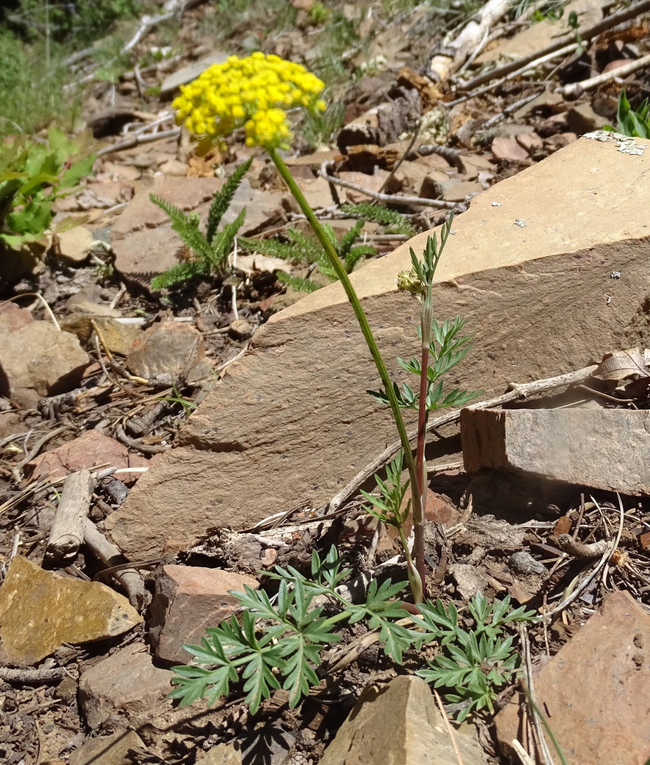 Pseudocymopterus montanus