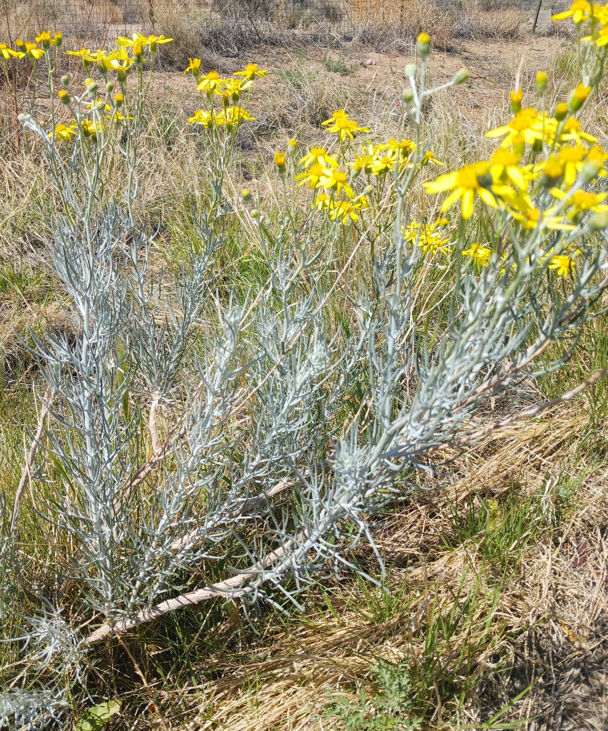 Senecio riddellii