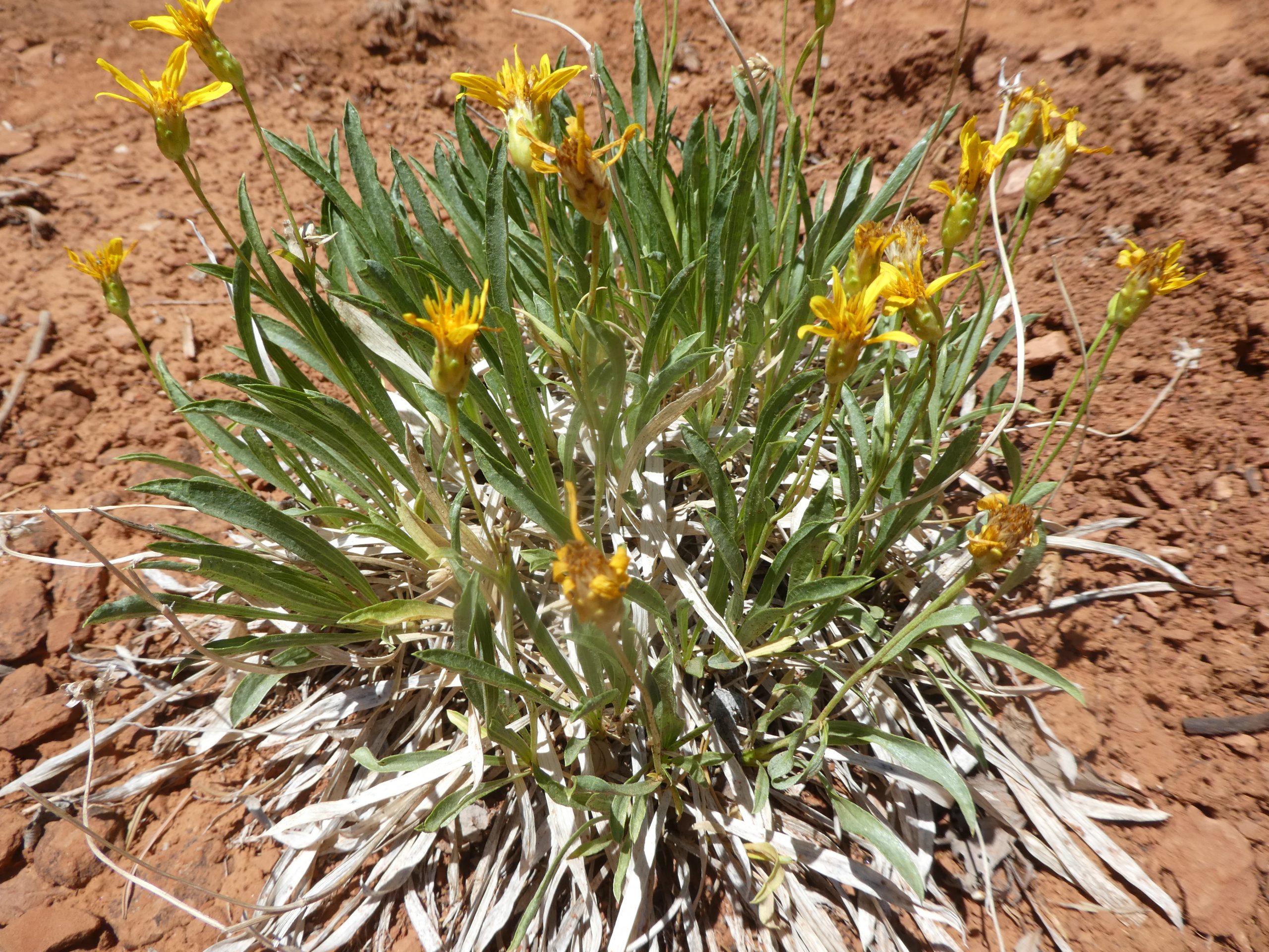 Stenotus armeroides