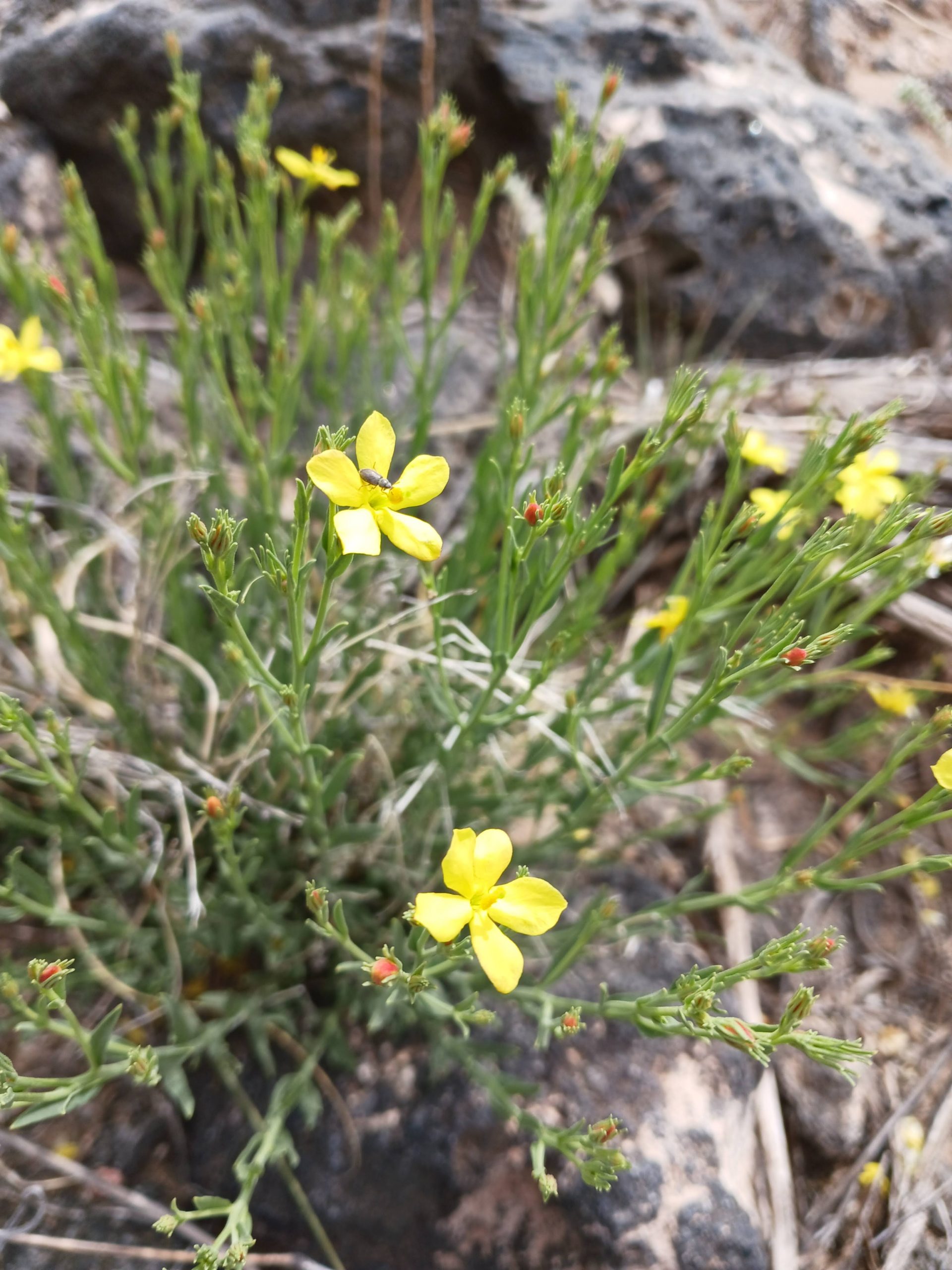 Menodora scabra
