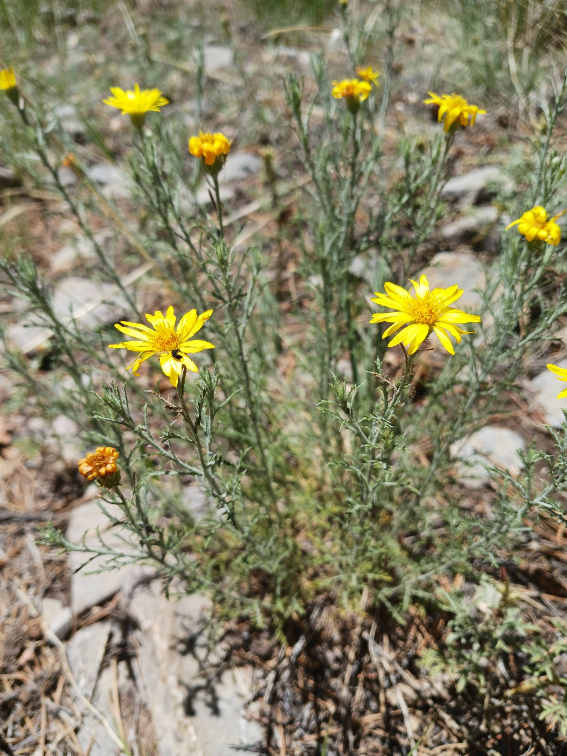 Xanthisma gracile