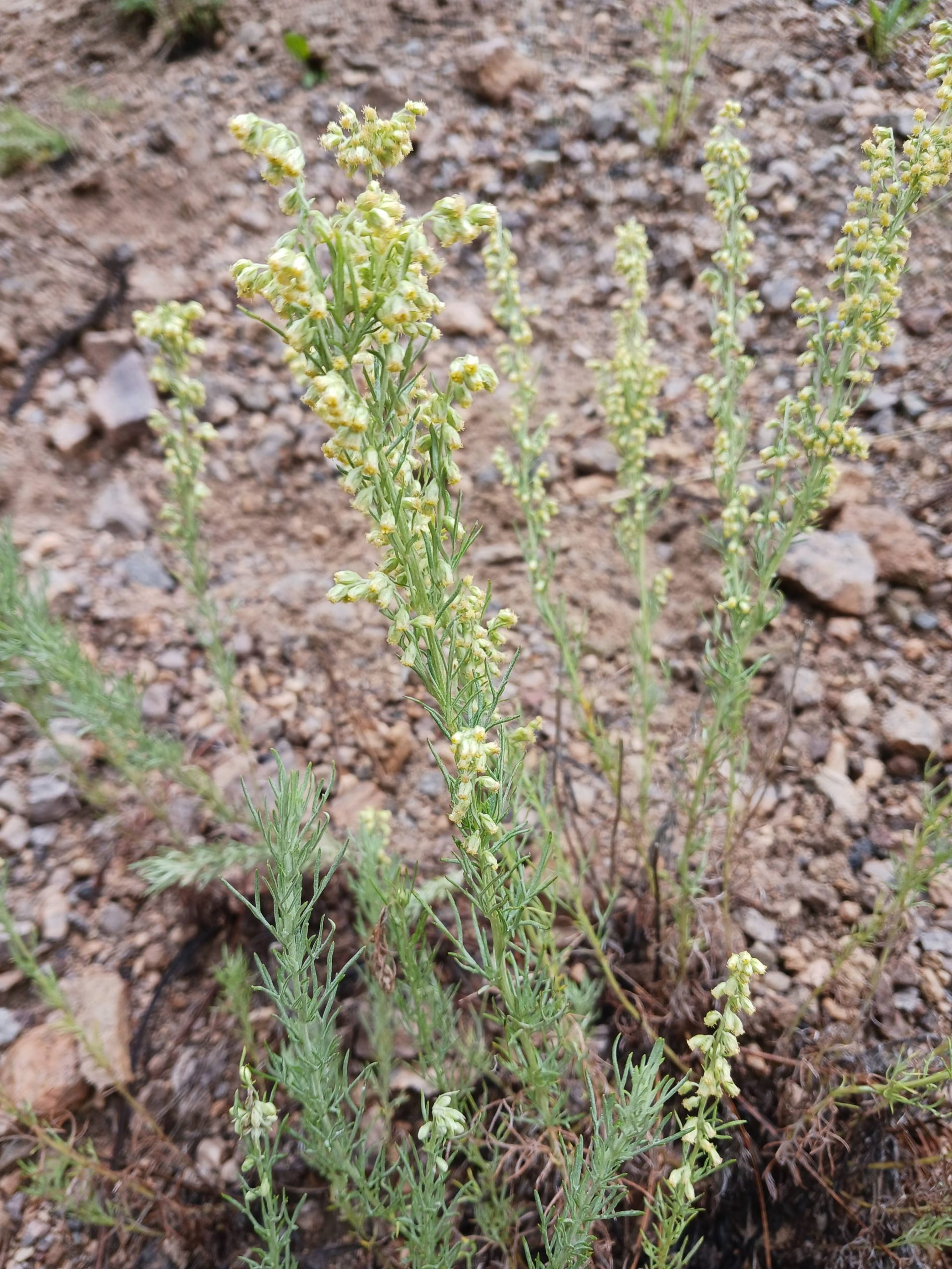 Artemisia carruthii