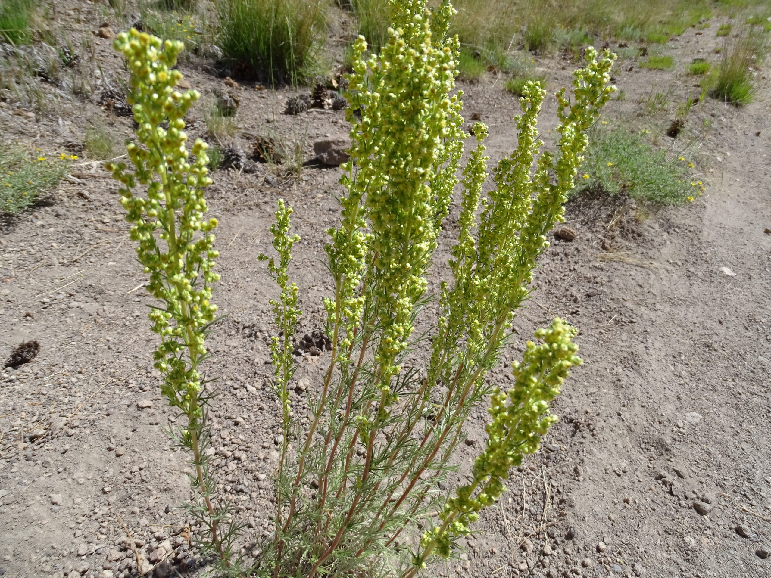 Artemisia  dracunculus