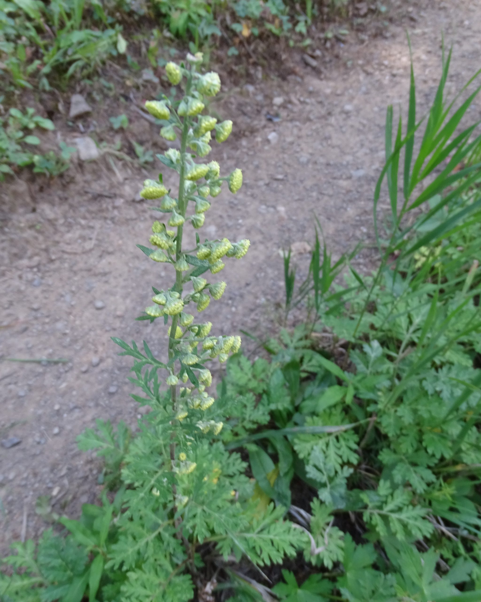 Artemisia franserioides