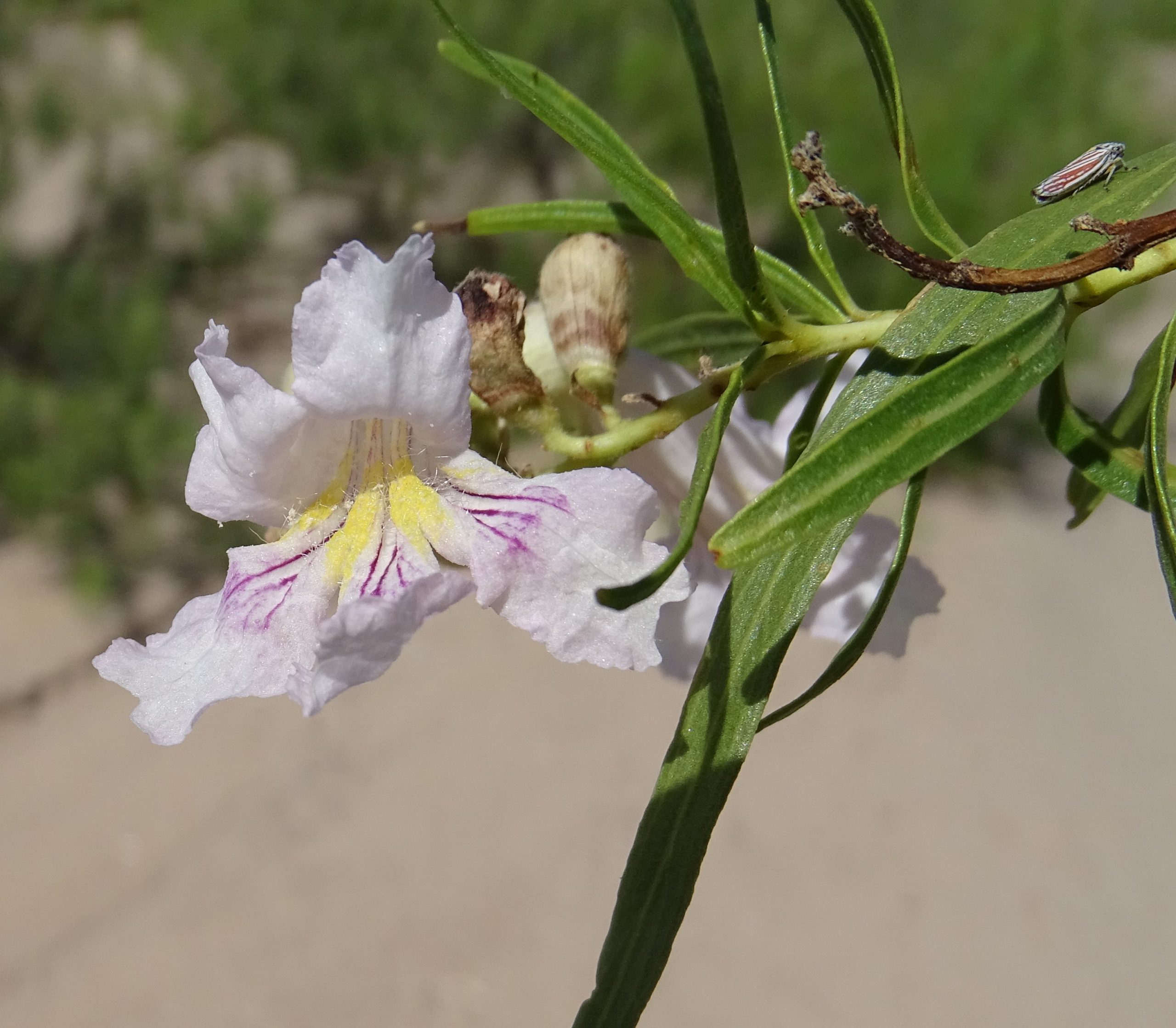 Chilopsis linearis