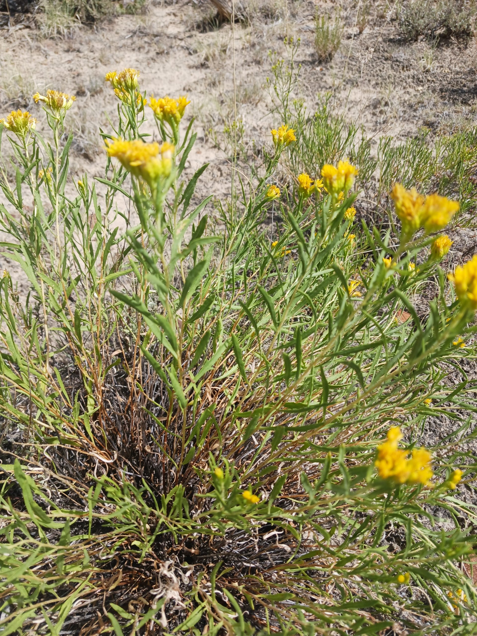 Chrysothamnus viscidiflorus