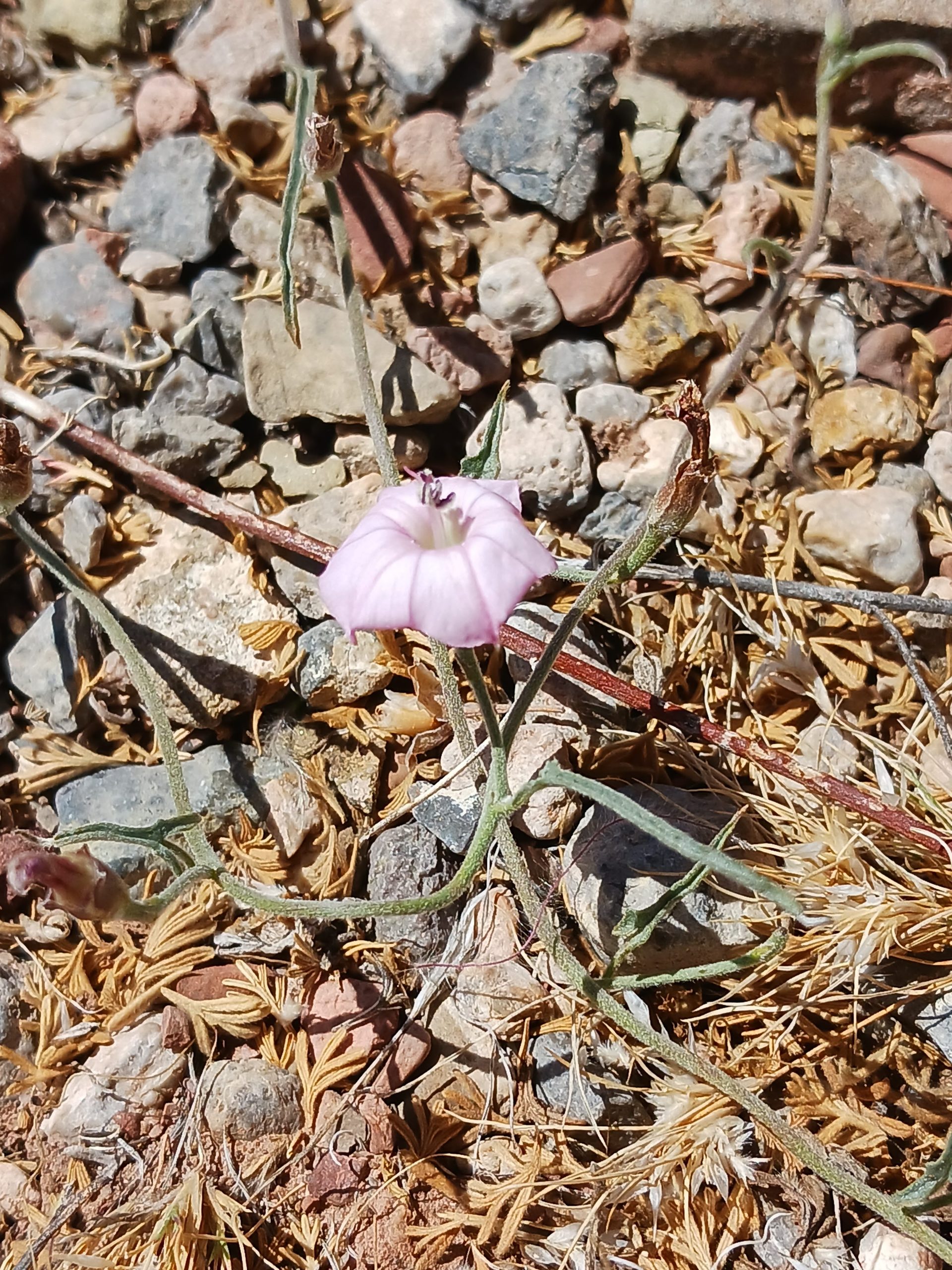Convolvulus equitans