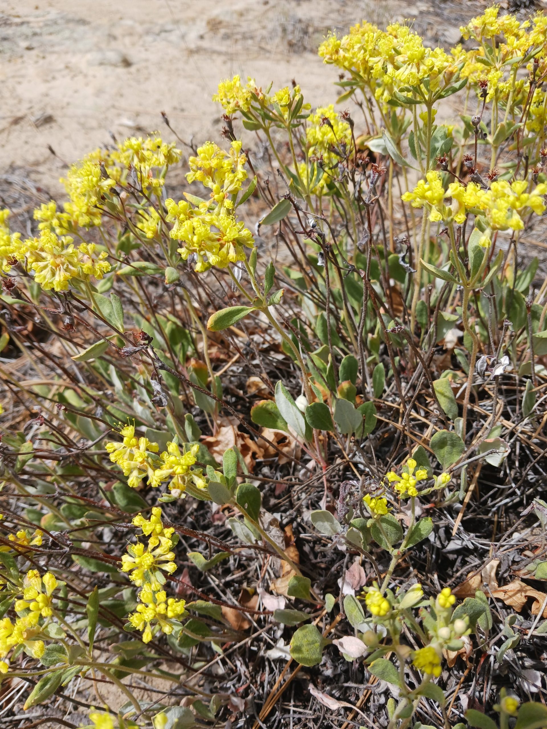 Eriogonum arcuatum