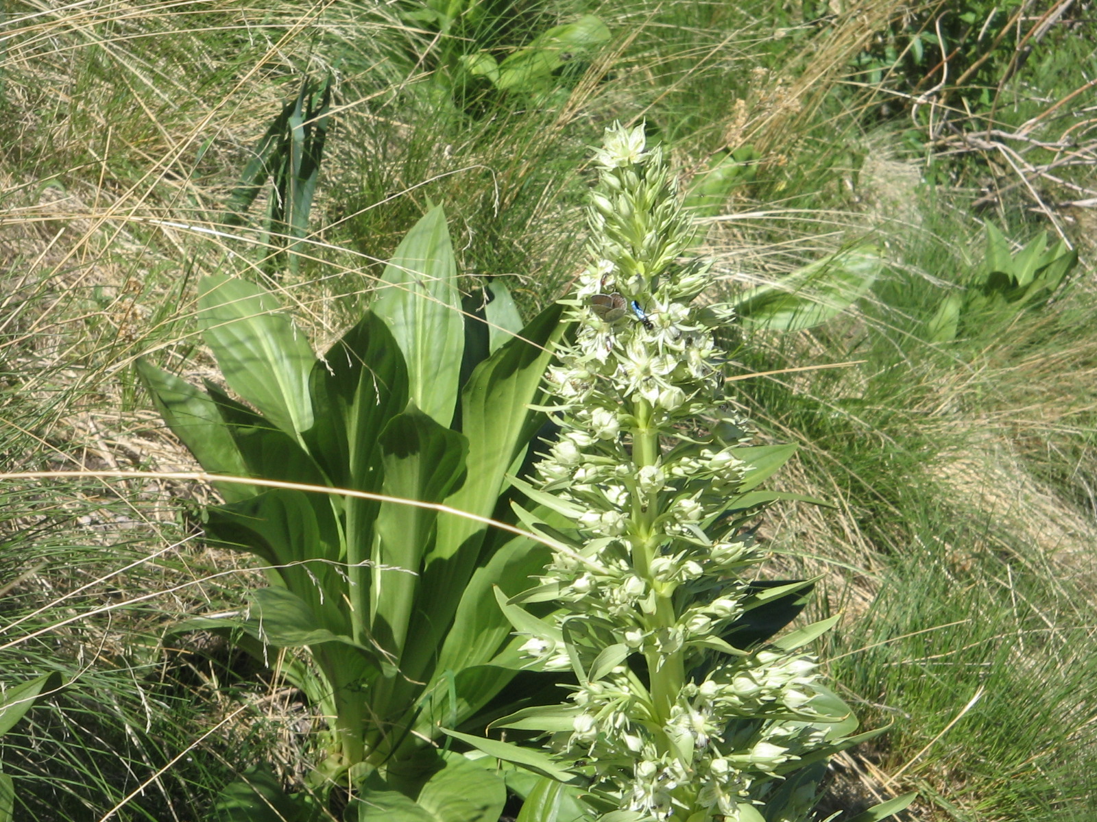 Frasera speciosa