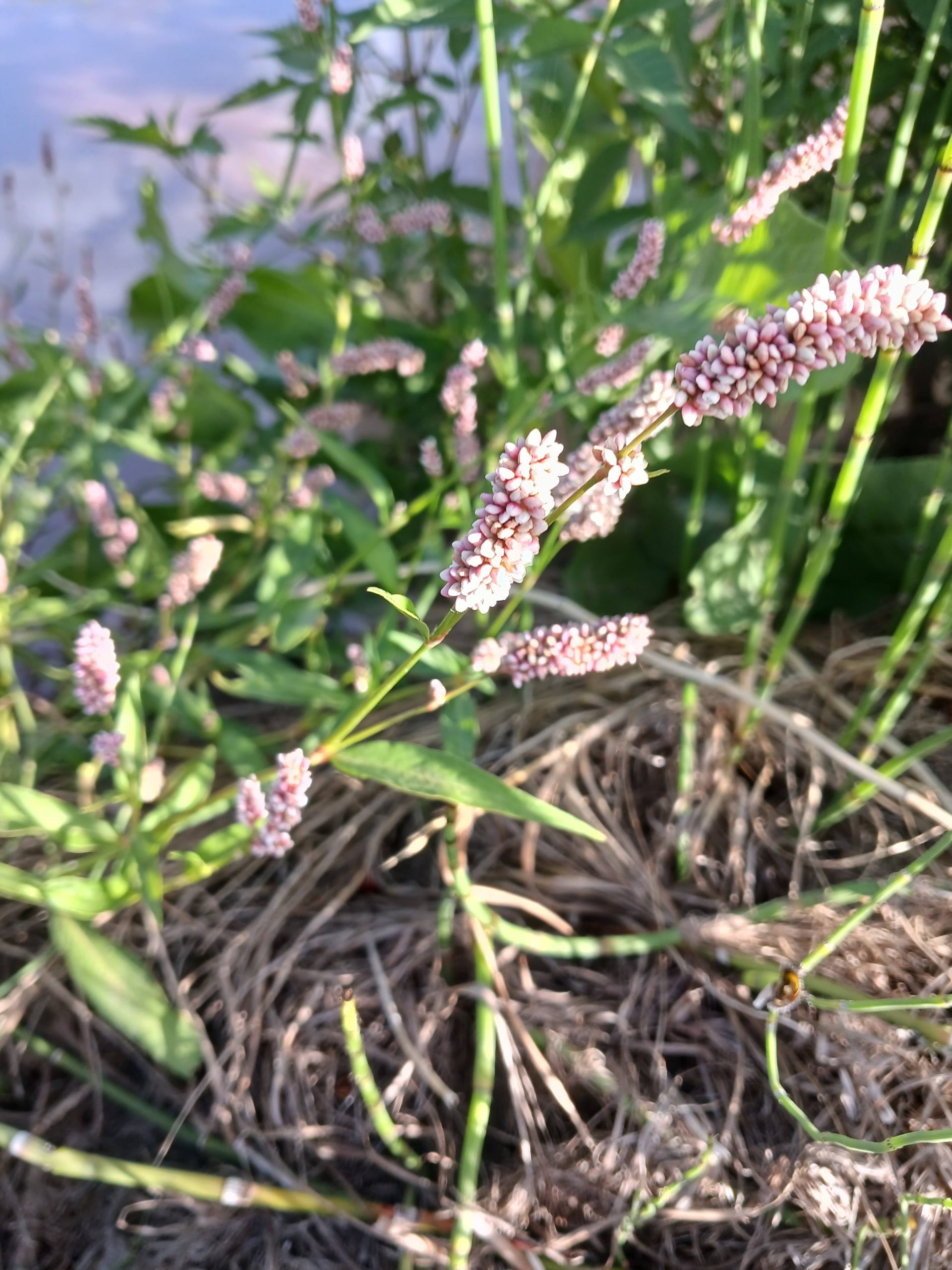 Persicaria maculosa