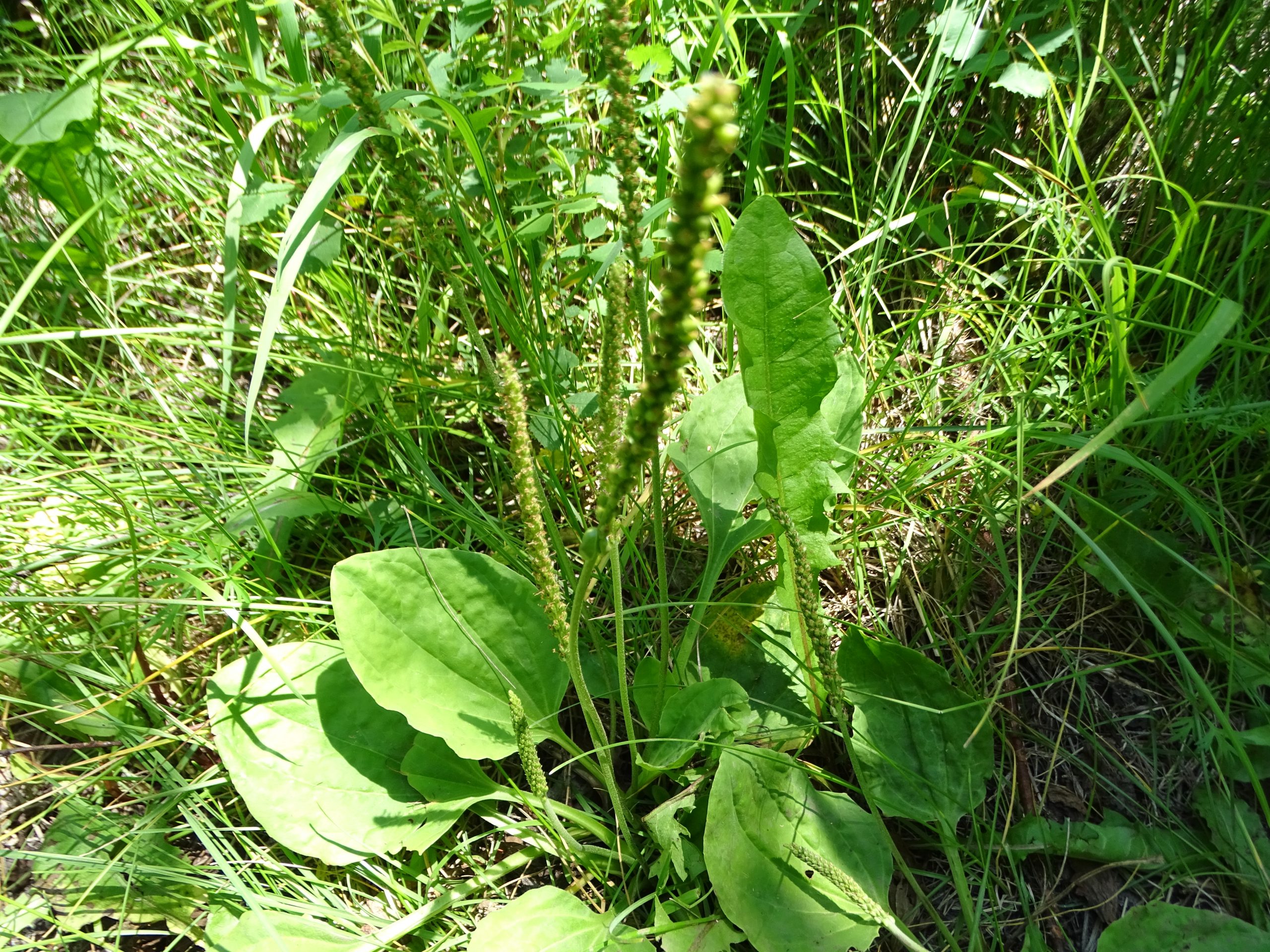 Plantago major