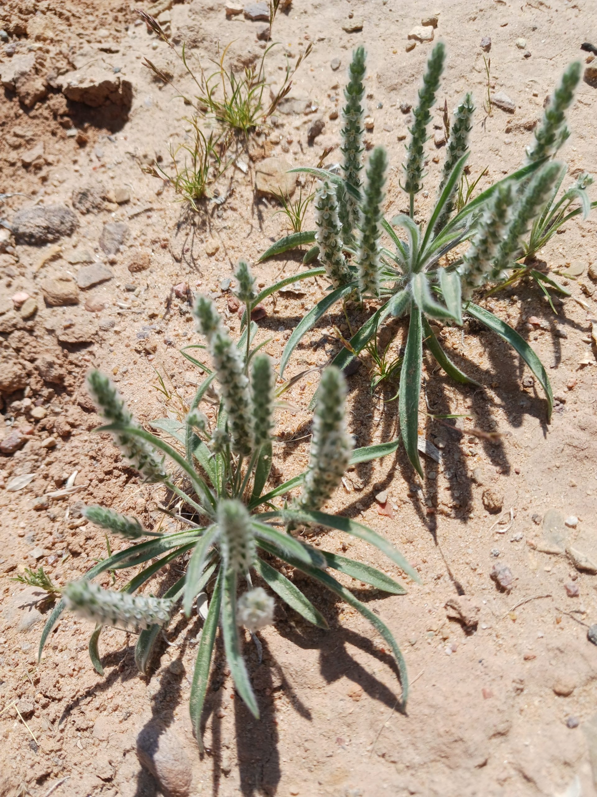 Plantago patagonica