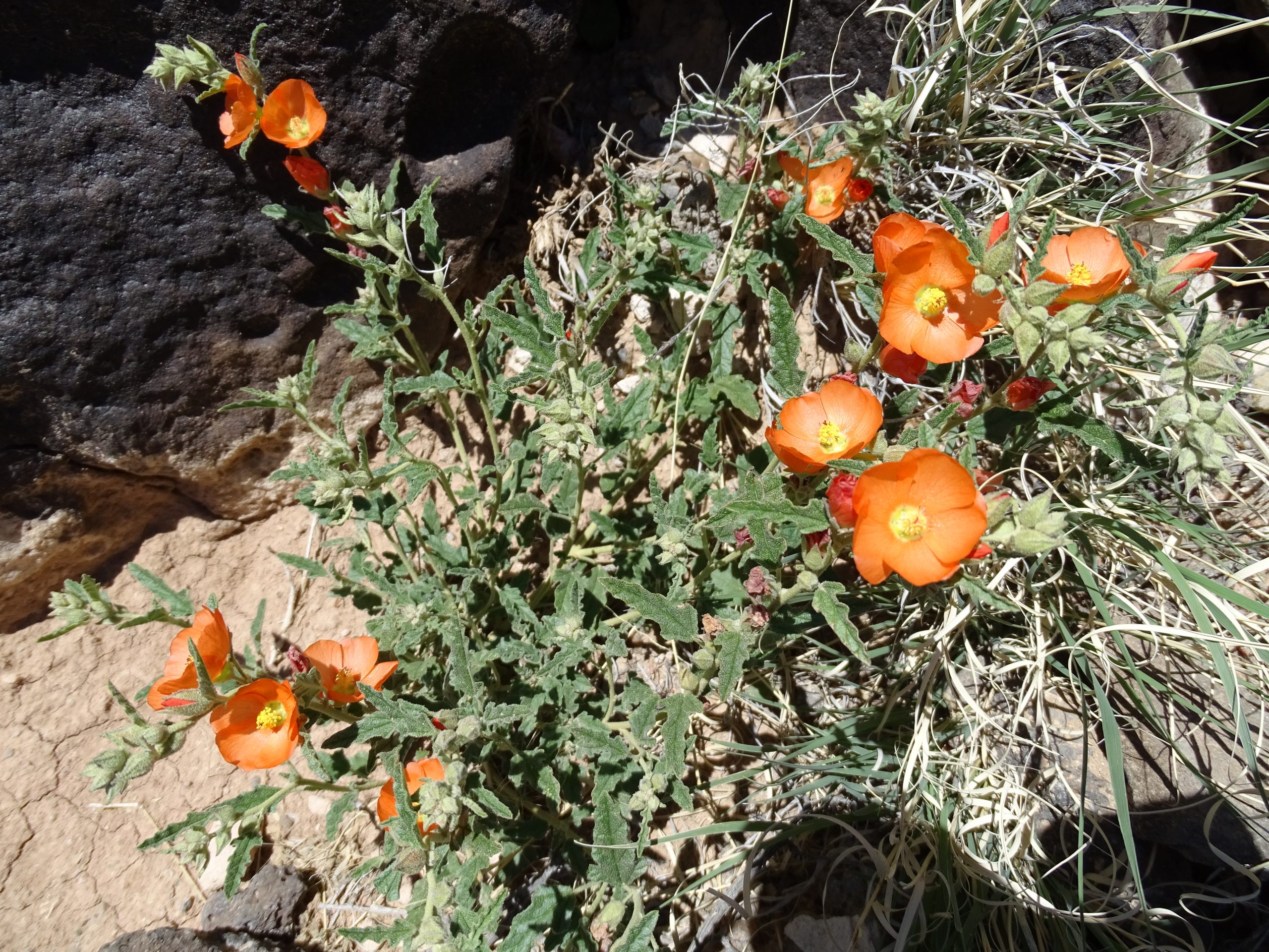 Sphaeralcea hastulata
