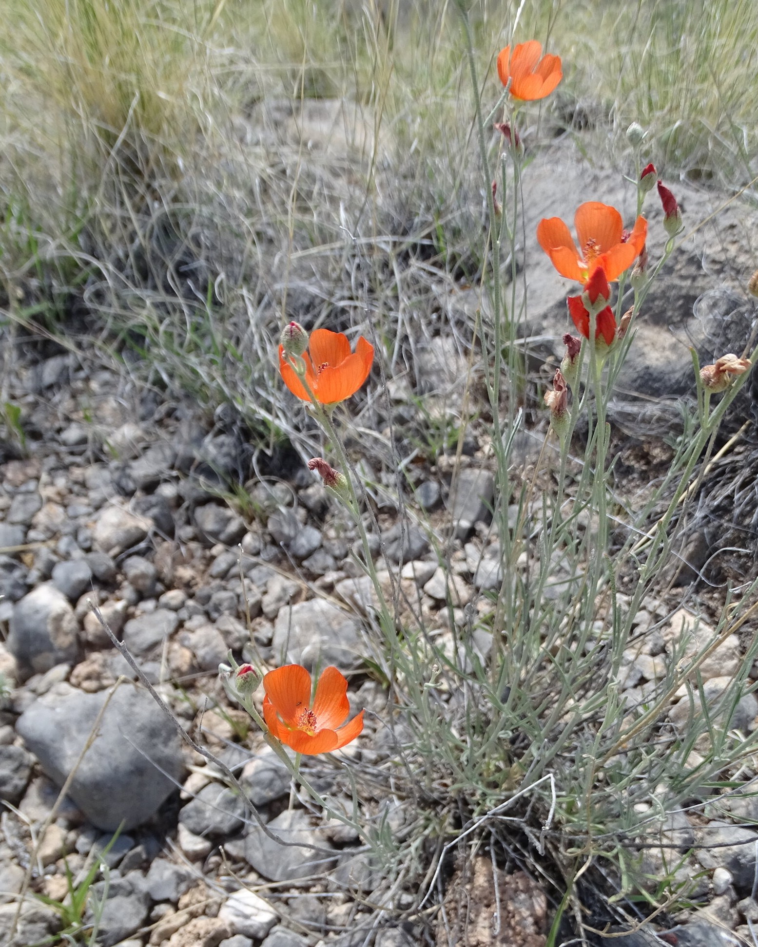 Sphaeralcea leptophylla