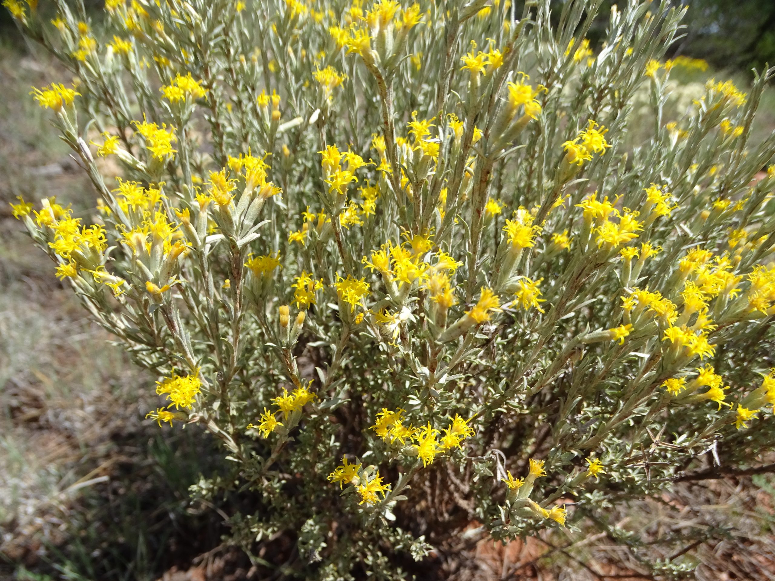 Tetradymia canescens